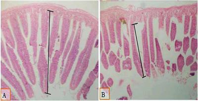 The impact of multi-enzyme fortification on growth performance, intestinal morphology, nutrient digestibility, and meat quality of broiler chickens fed a standard or low-density diet